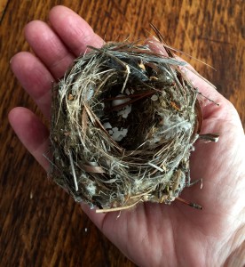 birds nest