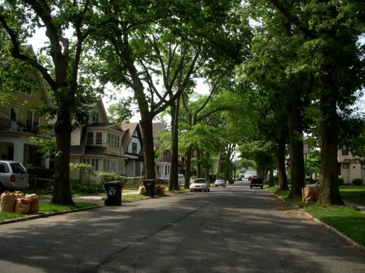 Tree-lined-street.jpg