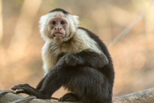 photography of gray and black monkey