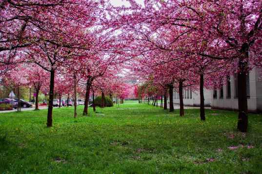 pink leafed trees on green grass field