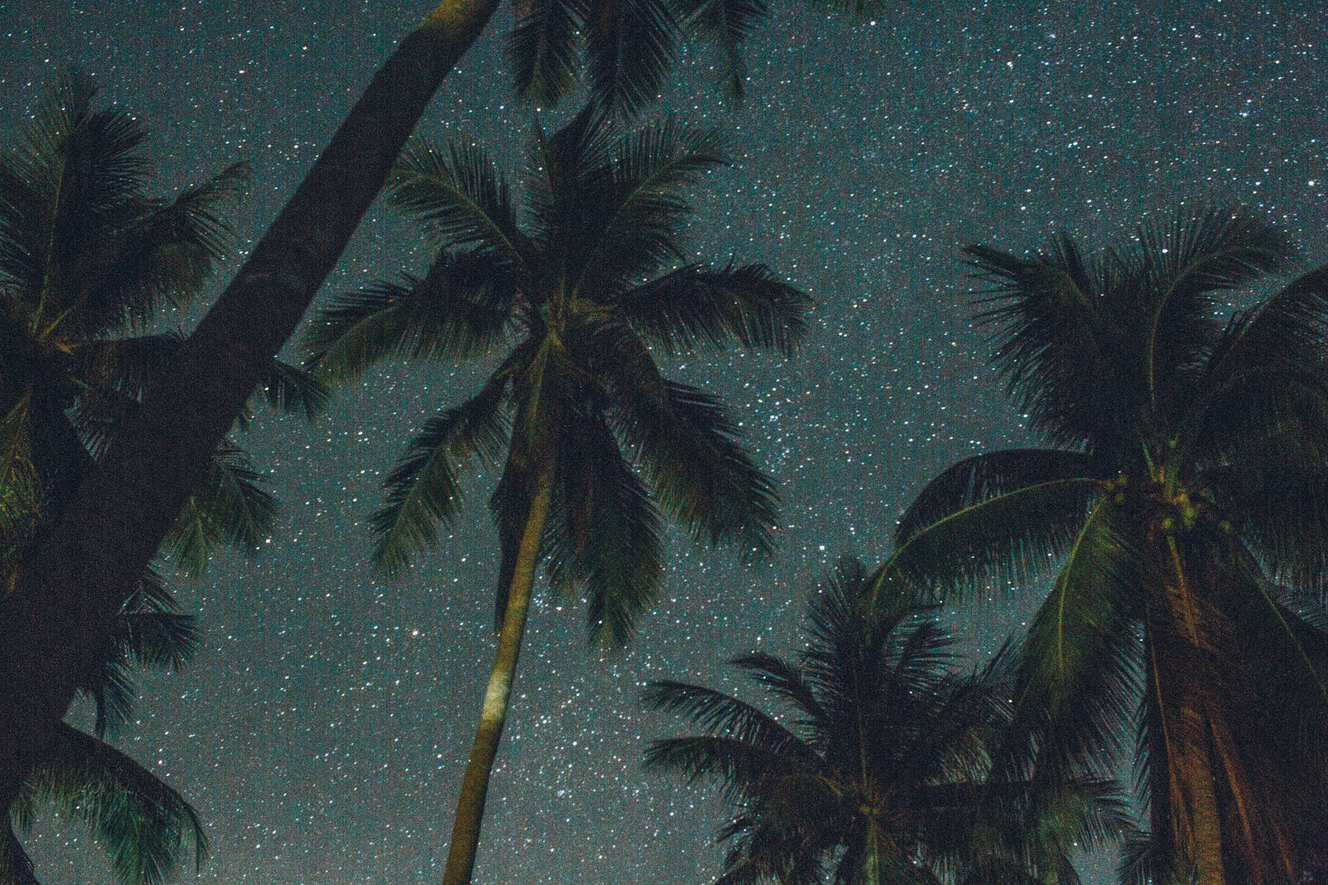 low angle photo of coconut trees