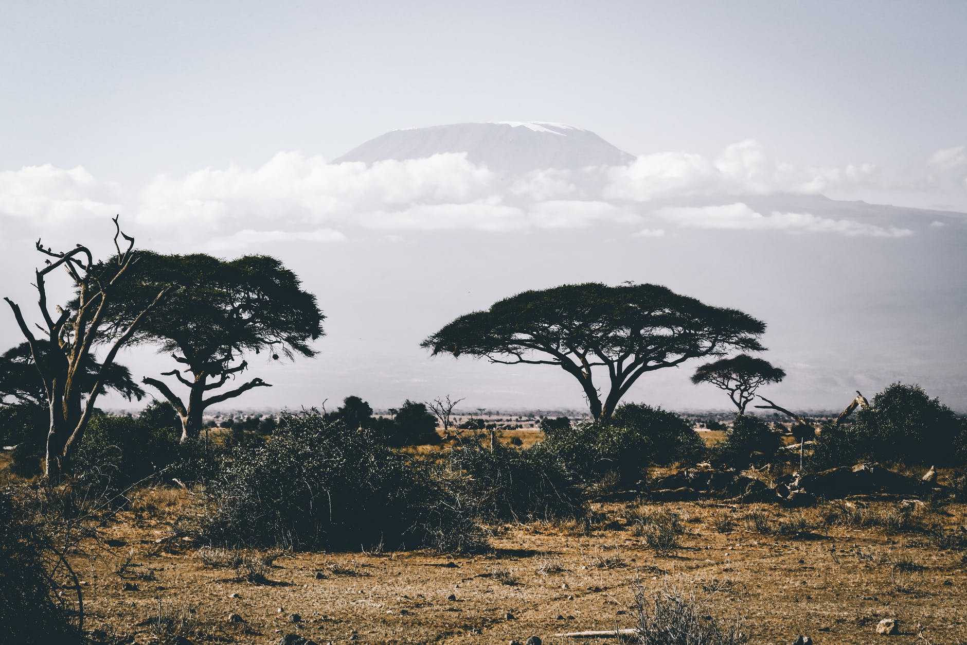 landscape photography of wild trees over mountain