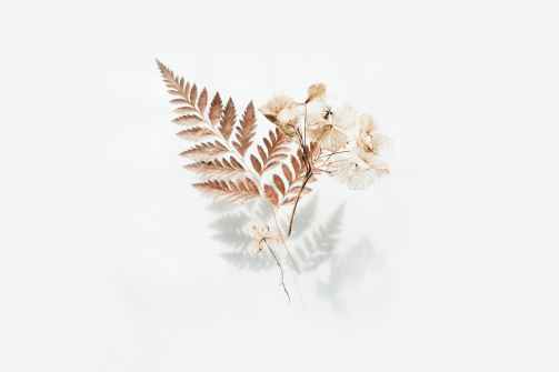 brown fern leaves