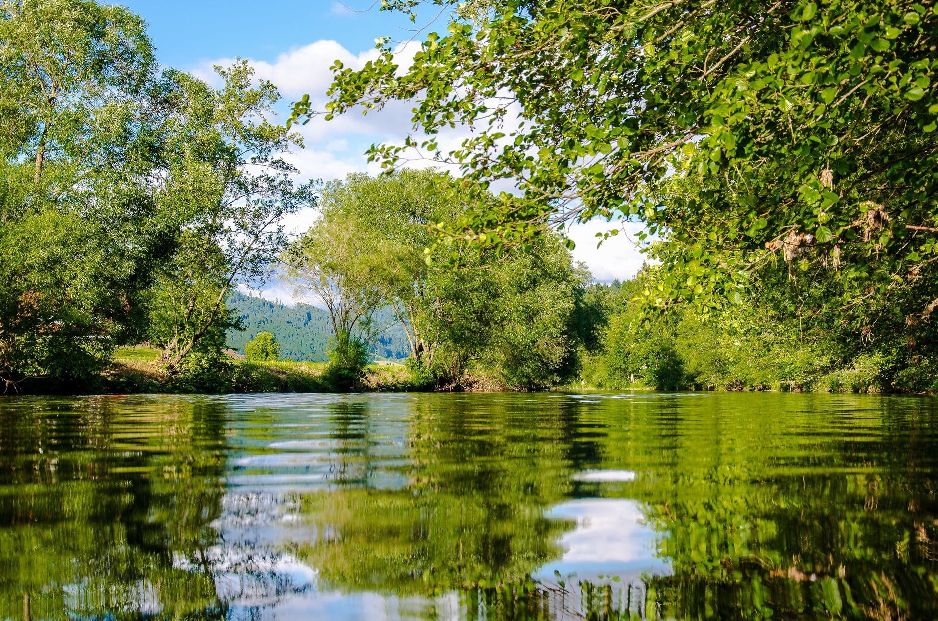 panoramic photo of bushes near pond