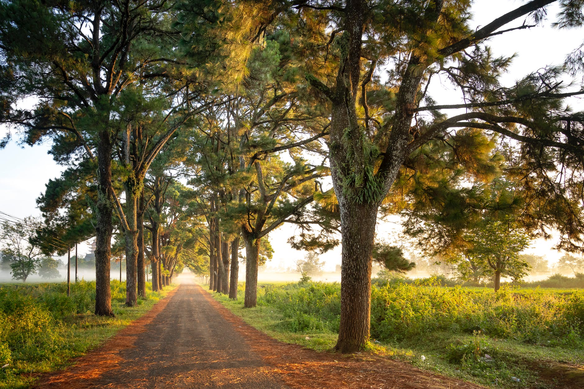 photo of dirt road surrounded by trees