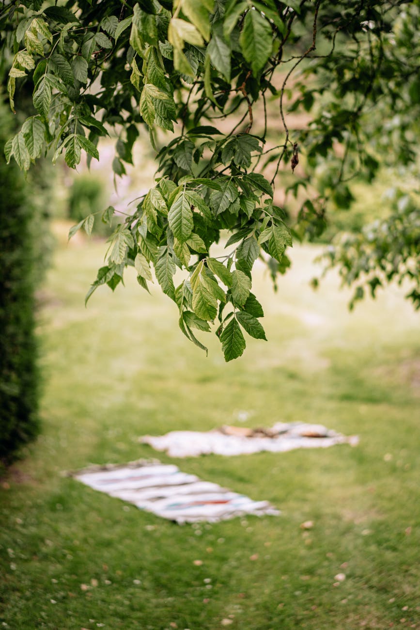 selective focus photography of branch with green leaves