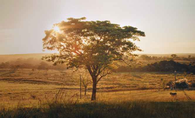 photo of tree on grass field