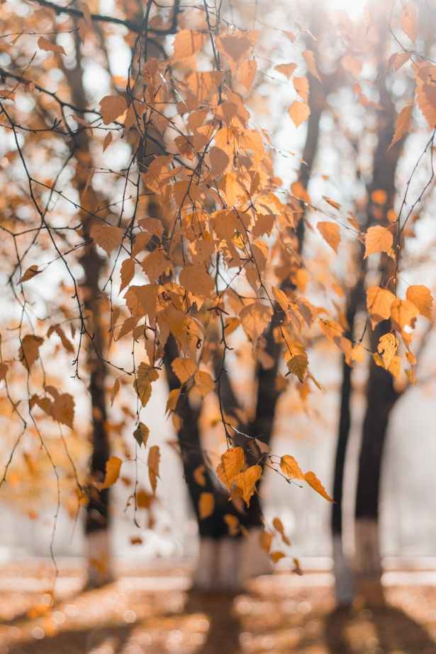 selective focus photography of dried leaves
