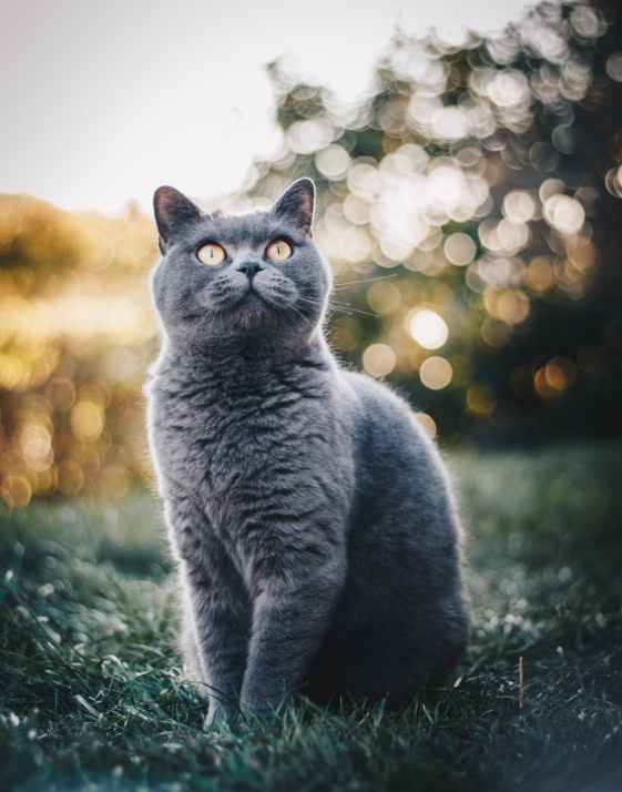 photo of british shorthair cat sitting on grass field