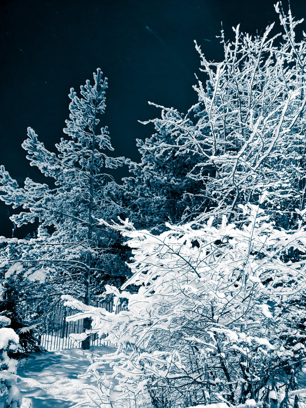 snow covered trees