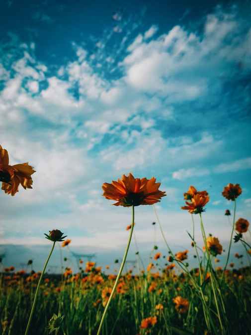 field of orange flowers