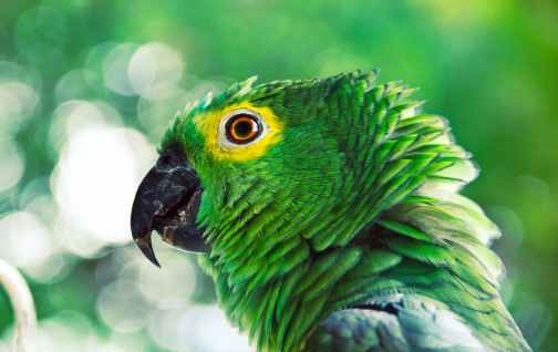 green and yellow parrot