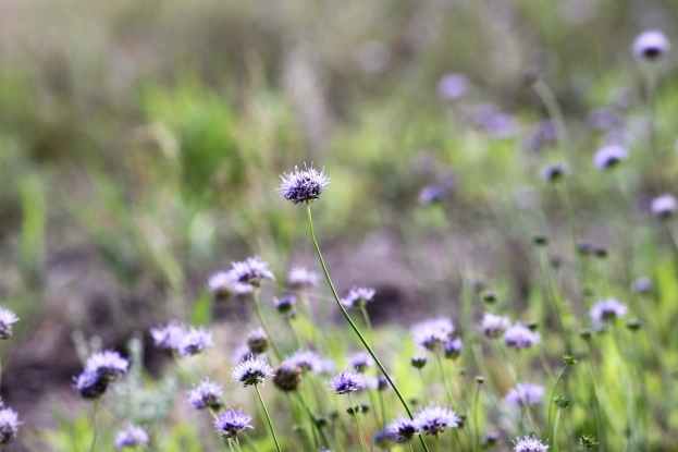 selective focus photography of purple petaled flowers