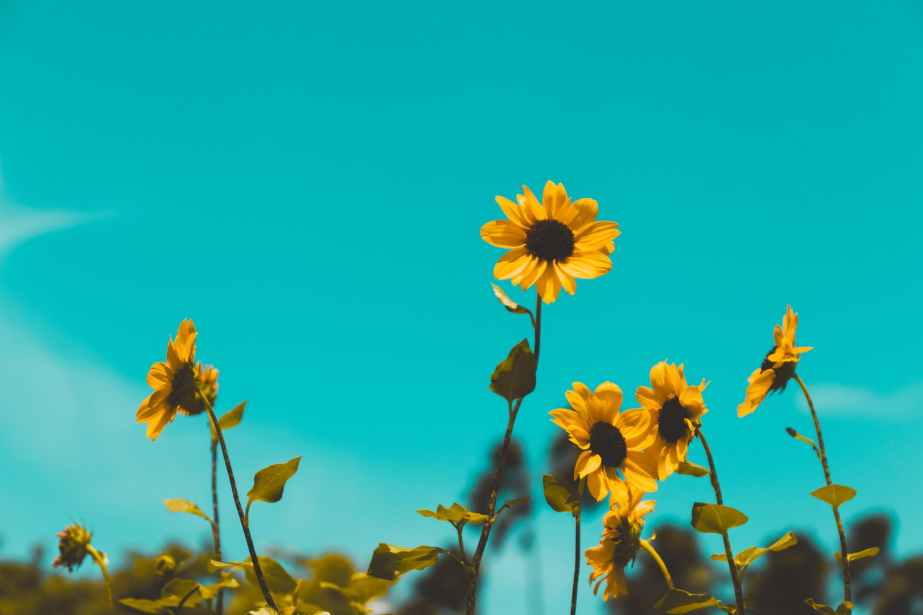 low angle photo of sunflowers