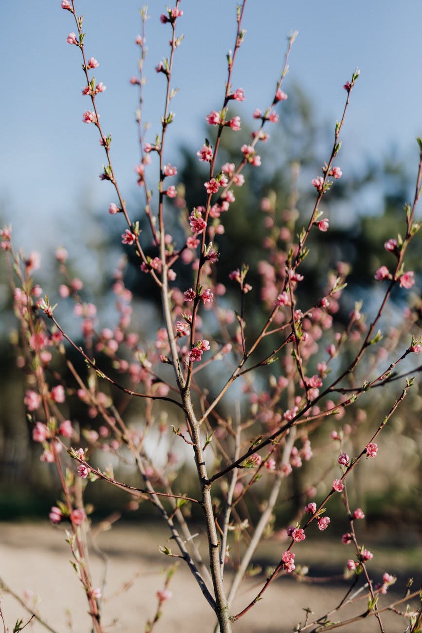 peach tree covered with pink blossoms