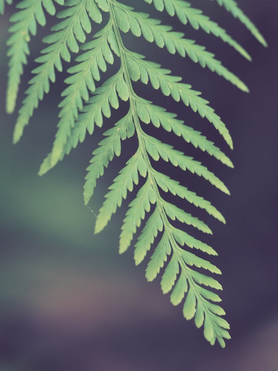selective photo of green leaf fern
